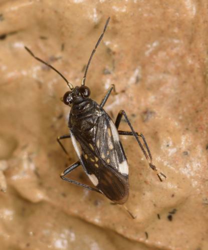 Réf. 245 920 : Macrosaldula variabilis